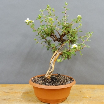 Potentilla, Fingerstrauch, Bonsai